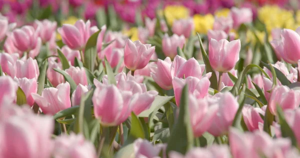 Hermosa Granja Flores Tulipán — Foto de Stock