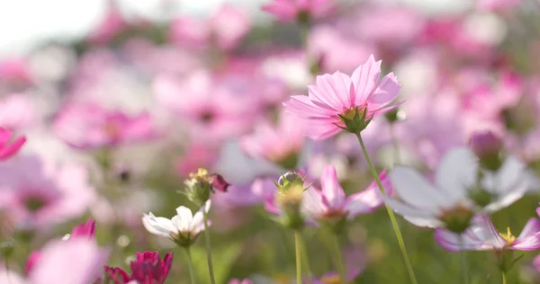 コスモスの花をクローズ アップ — ストック写真