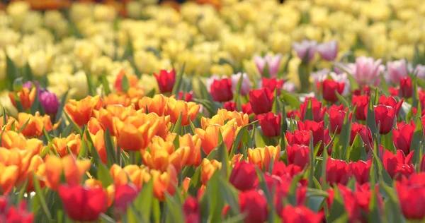 Belo Parque Flores Tulipa — Fotografia de Stock