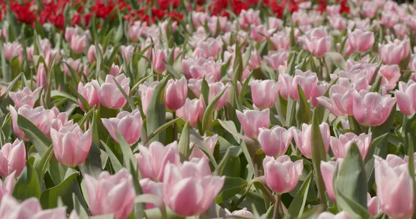 Bonita Fazenda Tulipa Roxa — Fotografia de Stock