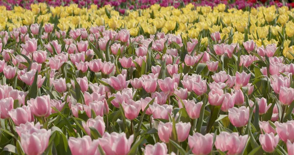 Coloridas Flores Tulipán Granja — Foto de Stock