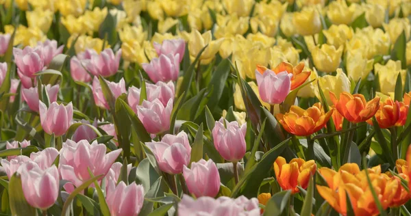 カラフルなチューリップの花公園 — ストック写真