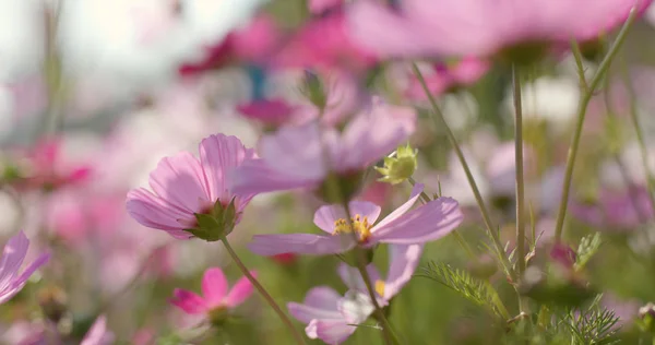 Cosmos Jardin Fleurs Gros Plan — Photo