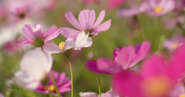 美しいコスモスの花の庭園 — ストック写真