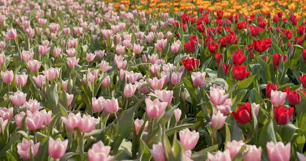 Colorido Tulipa Flores Fazenda — Fotografia de Stock