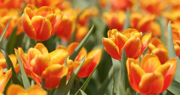 Tulip Kwiat Farm Park — Zdjęcie stockowe