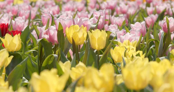 Kolorowy Park Farm Tulip — Zdjęcie stockowe