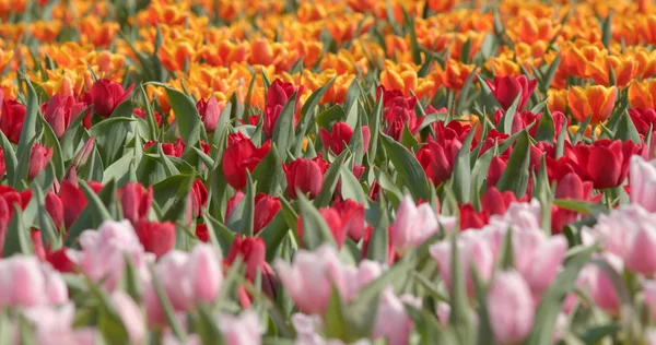Parque Flores Tulipán Cerca — Foto de Stock