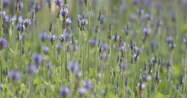 Lavanda Roxa Fazenda Flores — Fotografia de Stock