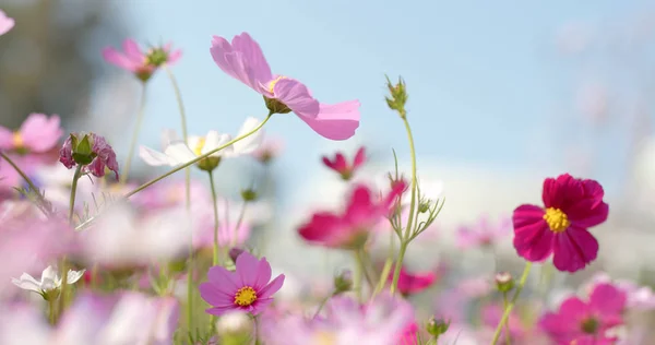 コスモスファームの花クローズ アップ — ストック写真