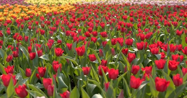 Tulpenblumenfarm Aus Nächster Nähe — Stockfoto