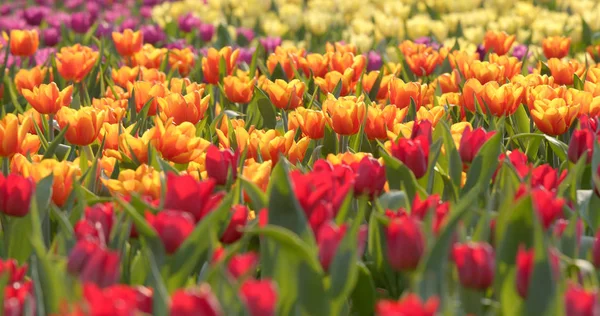 Tulip Bloem Boerderij Close — Stockfoto