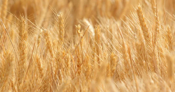 Altın Buğday Tarlası Yakın — Stok fotoğraf