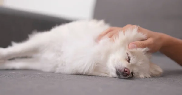 Pet Proprietário Massageando Seu Cão — Fotografia de Stock