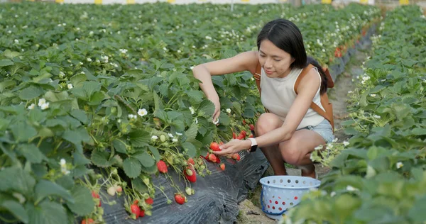 Mujer Tomando Fotos Con Celular Para Sus Fresas Con Campo —  Fotos de Stock