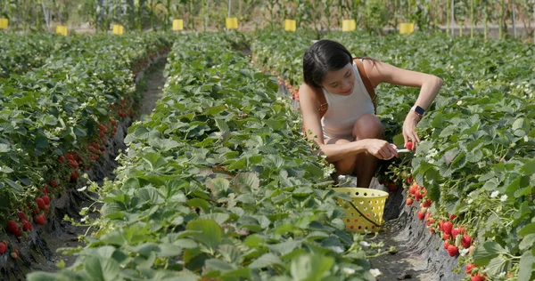 Mujer Recogiendo Fresas Granja —  Fotos de Stock