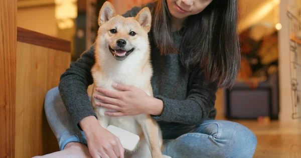 Žena Kartáč Její Shiba Inu Pes Doma — Stock fotografie