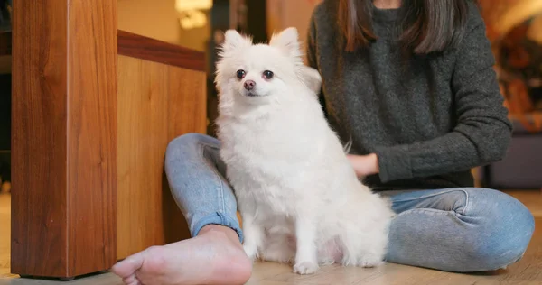 Pet Proprietário Escovando Seu Cão Pomeranian Casa — Fotografia de Stock