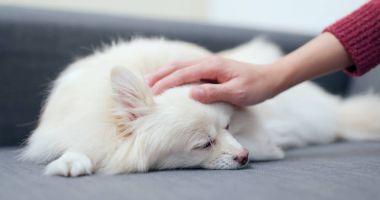 Evde onun evcil hayvan evde beslenen hayvan sahip touch 