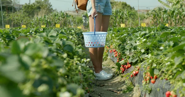 Frau Pflückt Erdbeeren Auf Dem Hof — Stockfoto