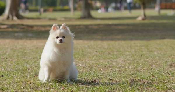 Sød Pomeranian Hund Udendørs Park - Stock-foto
