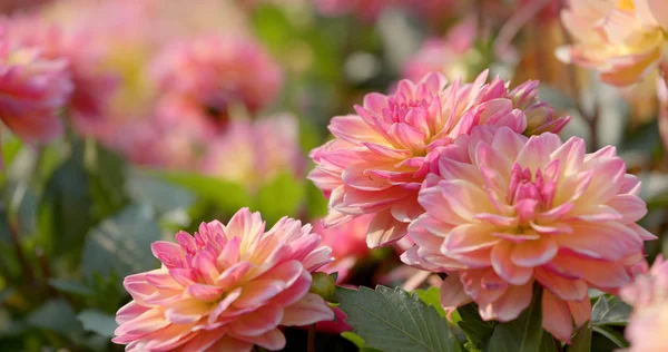 Красивое Цветочное Поле Далии — стоковое фото