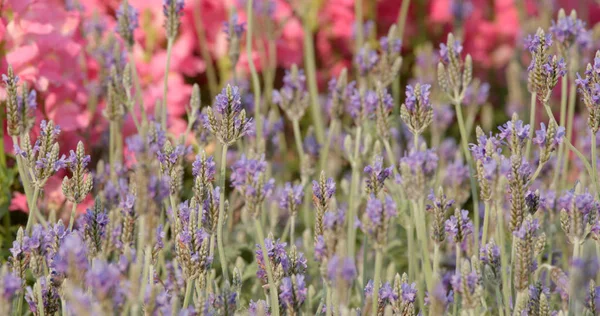 Lila Lavendelblütenfarm — Stockfoto