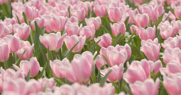 ピンクのチューリップの花の公園 — ストック写真