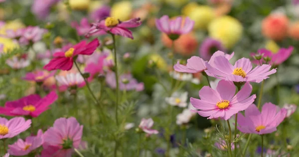 Pink Cosmos Flowers Field — Stock Photo, Image