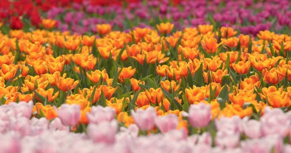 Ferme Fleurs Tulipes Colorées — Photo