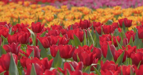 Coloridas Flores Tulipán Campo — Foto de Stock