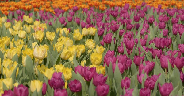 Schöne Tulpenblumenfarm — Stockfoto