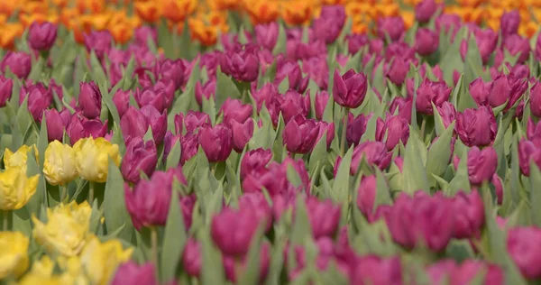 Piękny Tulipan Kwiat Farm — Zdjęcie stockowe