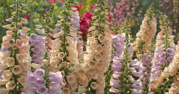 White Foxglove Flowers Garden — Stock Photo, Image
