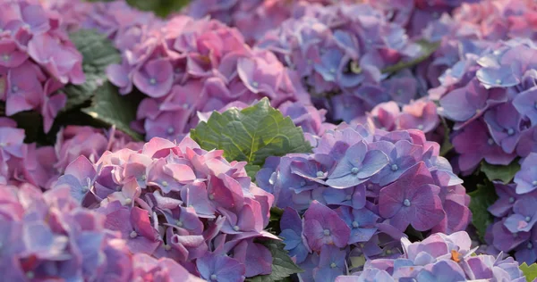 Purple Hydrangea Flowers Field — Stock Photo, Image