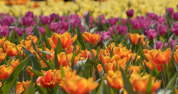 Jardin Fleurs Tulipes Colorées — Photo