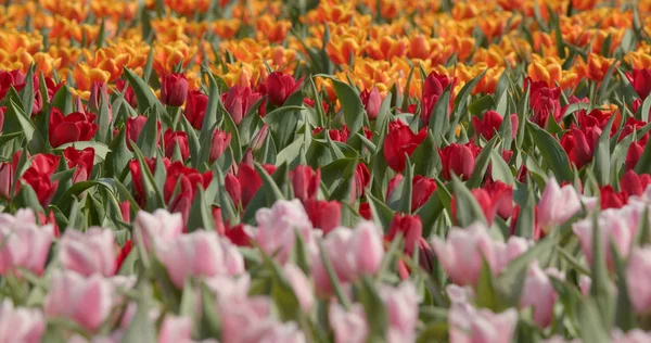 Ramo Flores Tulipán Colores — Foto de Stock