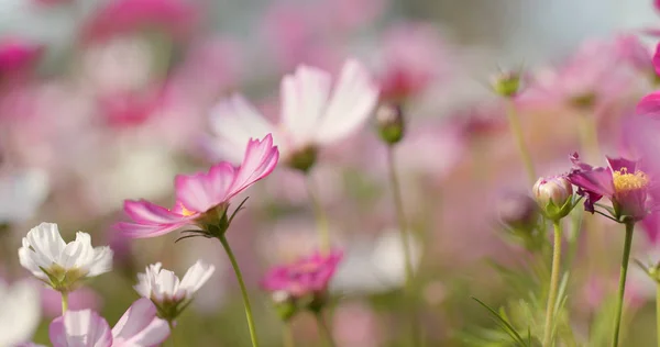 Schöner Kosmos Blumengarten — Stockfoto