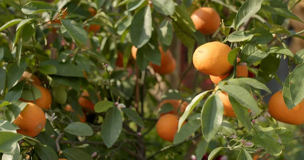 Tangerine Tree Sunlight Close — Stock Photo, Image