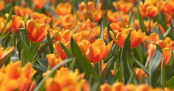 Laranja Tulipa Parque Flores — Fotografia de Stock