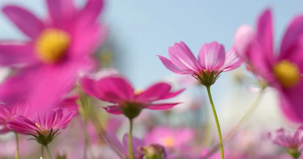 コスモスファームの花クローズ アップ — ストック写真