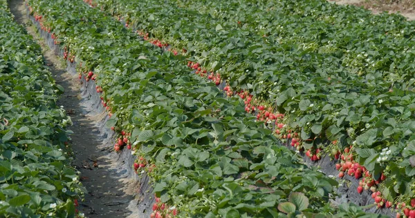 Campo Exploração Agrícola Morango Fresco — Fotografia de Stock