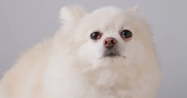 White Pomeranian Dog Face — Stock Photo, Image
