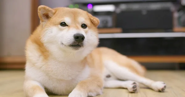 Shiba Inu Hund Wohnzimmer — Stockfoto
