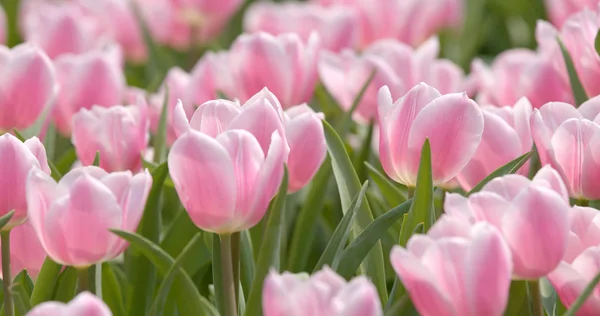 Beau Parc Tulipes Rose — Photo