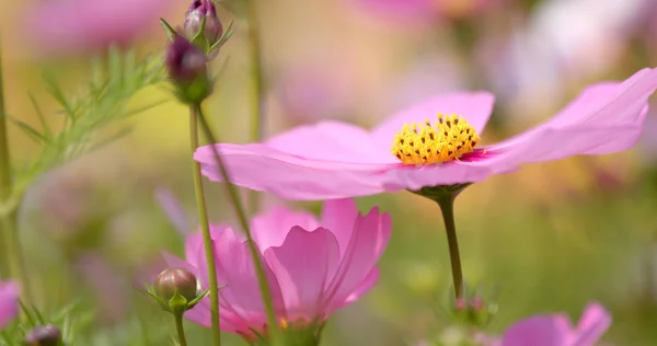 Розовый Белый Цветочный Сад Космоса — стоковое фото