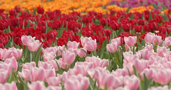 花の色鮮やかなチューリップの農場 — ストック写真