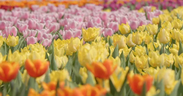Ferme Fleurs Tulipes Colorées — Photo