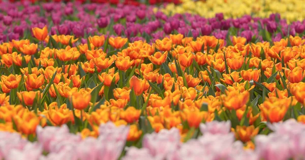 Hermoso Jardín Tulipanes Frescos — Foto de Stock