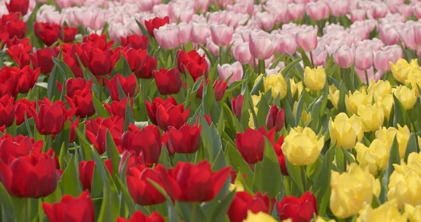 Tulipan Kolorowy Kwiat Gospodarstwa — Zdjęcie stockowe